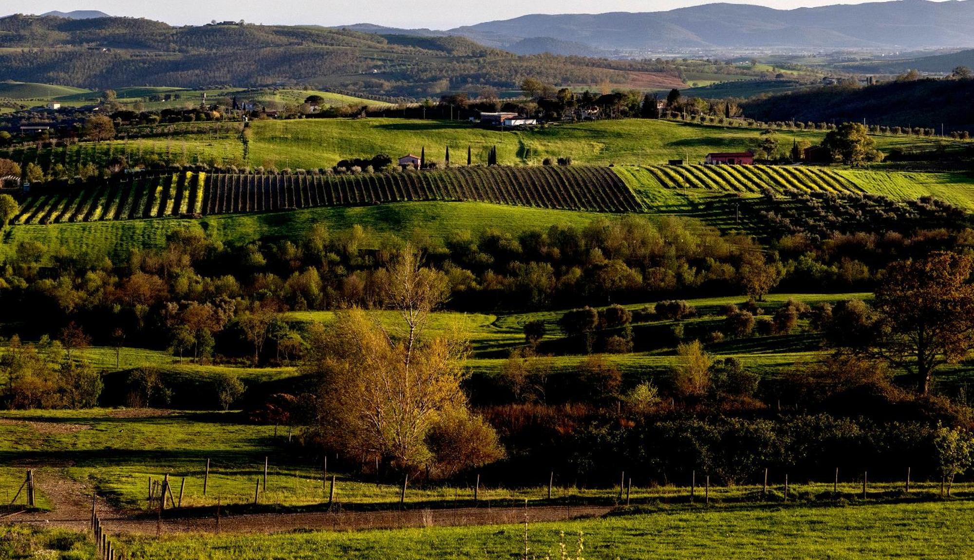 Poggio La Luna - La Casa Nel Vigneto Montemerano Exterior photo
